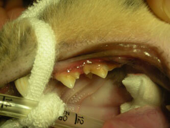 猫の歯石除去前