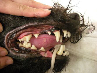 犬の歯石除去後（軽度）