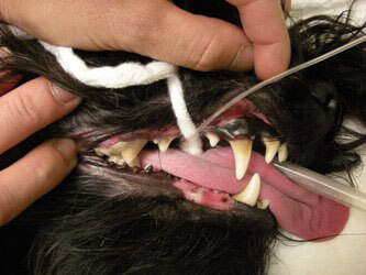 犬の歯石除去前（軽度）
