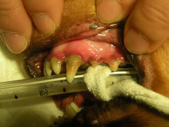 犬の歯石除去前（中等度）