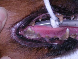 犬の歯石除去前（重度）