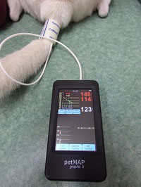 動物用血圧計(petMAP graphic2)